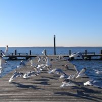 The gulls in flight, Бруклаун