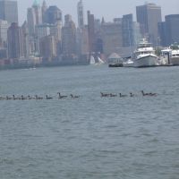 Patos en el Hudson river...9 + 6, Джерси-Сити
