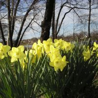 Daffodils from Cooper River Park near Collingswood, Коллингсвуд