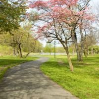 Newton Lake Park, Spring Path, Коллингсвуд