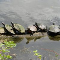 Newton Lake, Red Bellied Turtles, Коллингсвуд