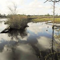 Horicon Lake: Swamp, Лейкхарст