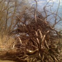 Driftwood Tree RootBall, Риверсайд