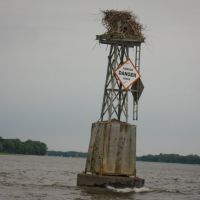 Osprey nest on a buoy, Риверсайд