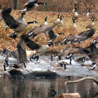 Newton Lake, Canada Geese, Хаддон