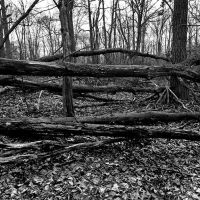 fallen trees, Ардсли