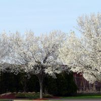 copyrighted__  B-Mets Parking Lot Pear Trees Henry St., Бингамтон