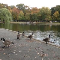 Geese in the Bowne Park, Броквэй