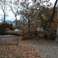 How many trees did Hurricane Sandy damage in New York?, Броквэй