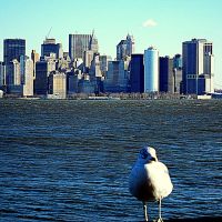 Architecture and Construction..."Waiting for Thomas," by M. M., welcome to New York in the company of seagull!.   PANORAMIO FOREVER, Бруклин