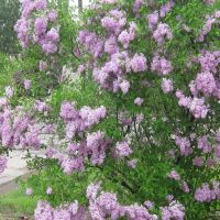 Lilacs in Goodwin Park, Грис