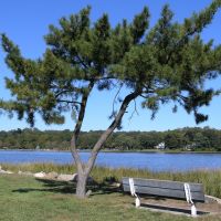 Pine tree   in Little Neck Bay, NYC., Грэйт-Нек-Эстейтс