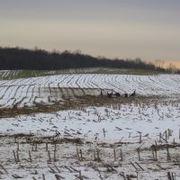 Turkeys in the field, ДеВитт