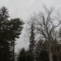 Cold Trees, ДеВитт