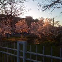 Spring Cherry Blossoms in Yonkerss Lincoln Park, Йонкерс
