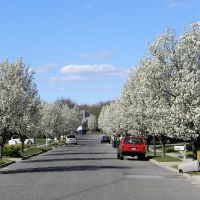 White Flowering Trees along Hayrick Lane - Commack, NY (April 2012), Коммак