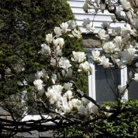 Spring, White  Magnolia, Лауренс