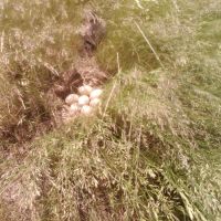 Eggs on the fairway, Лауренс