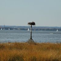 Osprey Nest overlooking Manhasset Bay, Манхассет