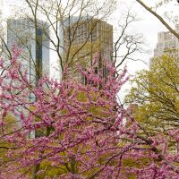 Rosaroter Frühling in New York/Pink Spring In New York, Манхаттан