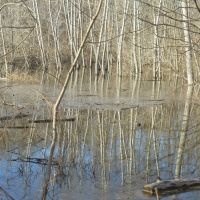 small swampy pond near the quary, Марлборо