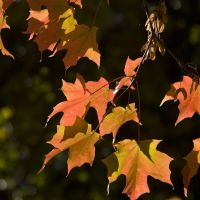 Autumn color, Маунт-Моррис