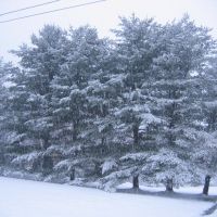Pine Trees Separate the Properties, Нью-Хакенсак