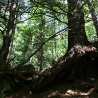 Trees, Саранак-Лейк