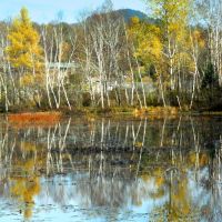 White birches, SLHS Pond, oct 23, 2012., Саранак-Лейк