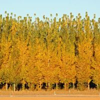 Hybrid poplar autumn colors, Киртленд