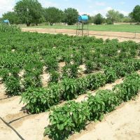 Drip-irrigation research on chile, tomatos, and corn at NMSU Agricultural Science Center in Farmington, NM., Киртленд