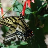 albuquerque, mariposa libando, Корралес