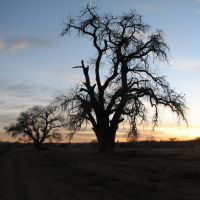 Anderson Feild Classic Tree of Peace, Лос-Ранчос-де-Альбукерк
