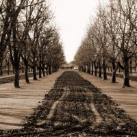 Pecan Orchards, Месилла