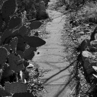 Cactus-Lined Walkway, Силвер-Сити