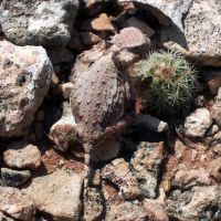 Baby horny toad on top of Pavo Mesa, NM, Татум