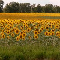 Sunflower sunrise in Clinton, Michigan, Браднер