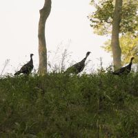 Wild turkeys on the island. Pelee Island,Ontario,Canada, Браднер