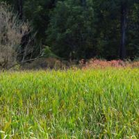 cattail marsh, Брук-Парк