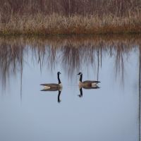 A pair of Canada geese, Muscatatuck NWR, Варренсвилл-Хейгтс