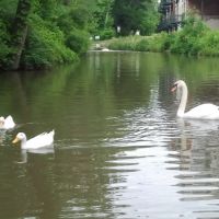 Swan, Гаханна