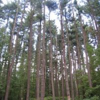 The Pine Forest in Glen Helen Preserve, Йеллоу-Спрингс