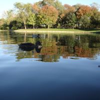 Lincoln Park Pond Ducks Kettering, Ohio, Кеттеринг