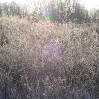 Frozen grasses - Chagrin River Park, Ментор