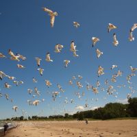 Flock of Gulls at Headlands Beach, OH, Ментор