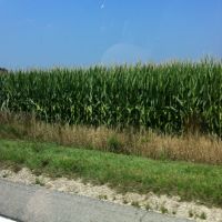 Corn Field - Union County, Милфорд