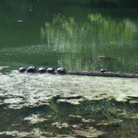 Turtles in Beaver Pond, Могадор