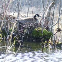 Mother Goose in the Spring, Могадор