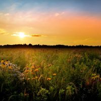 Springfield Bog Full Bloom Sunset, Могадор
