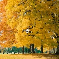 Maple Grove Cemetery - Chesterville Ohio, Мораин